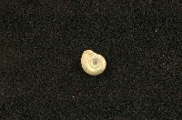 藏品(圓口扁蜷)的圖片